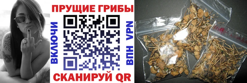 Купить где  Починок  Галлюциногенные грибы мицелий 
